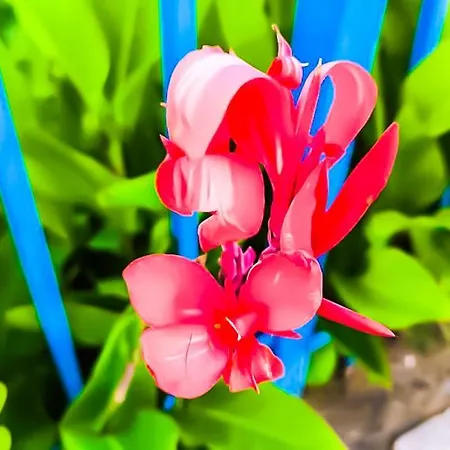 William's - Cute Apartmán Sveti Vlas