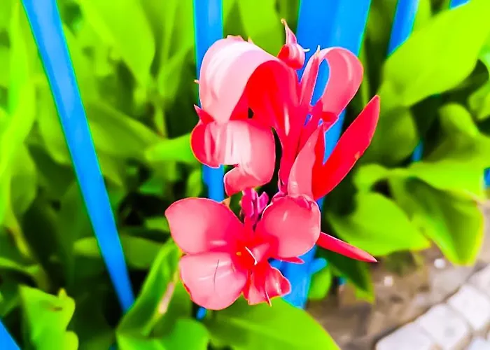 William's - Cute Apartment Sveti Vlas